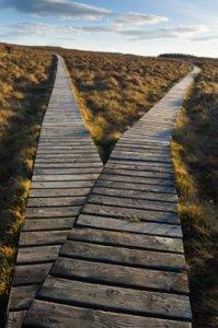 a boardwalk splitting into two diverging paths